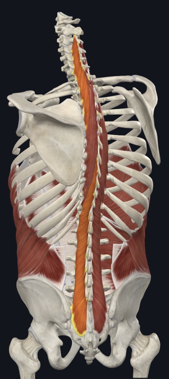<p>Stabilizes vertebrae during local movements of vertebral column</p>