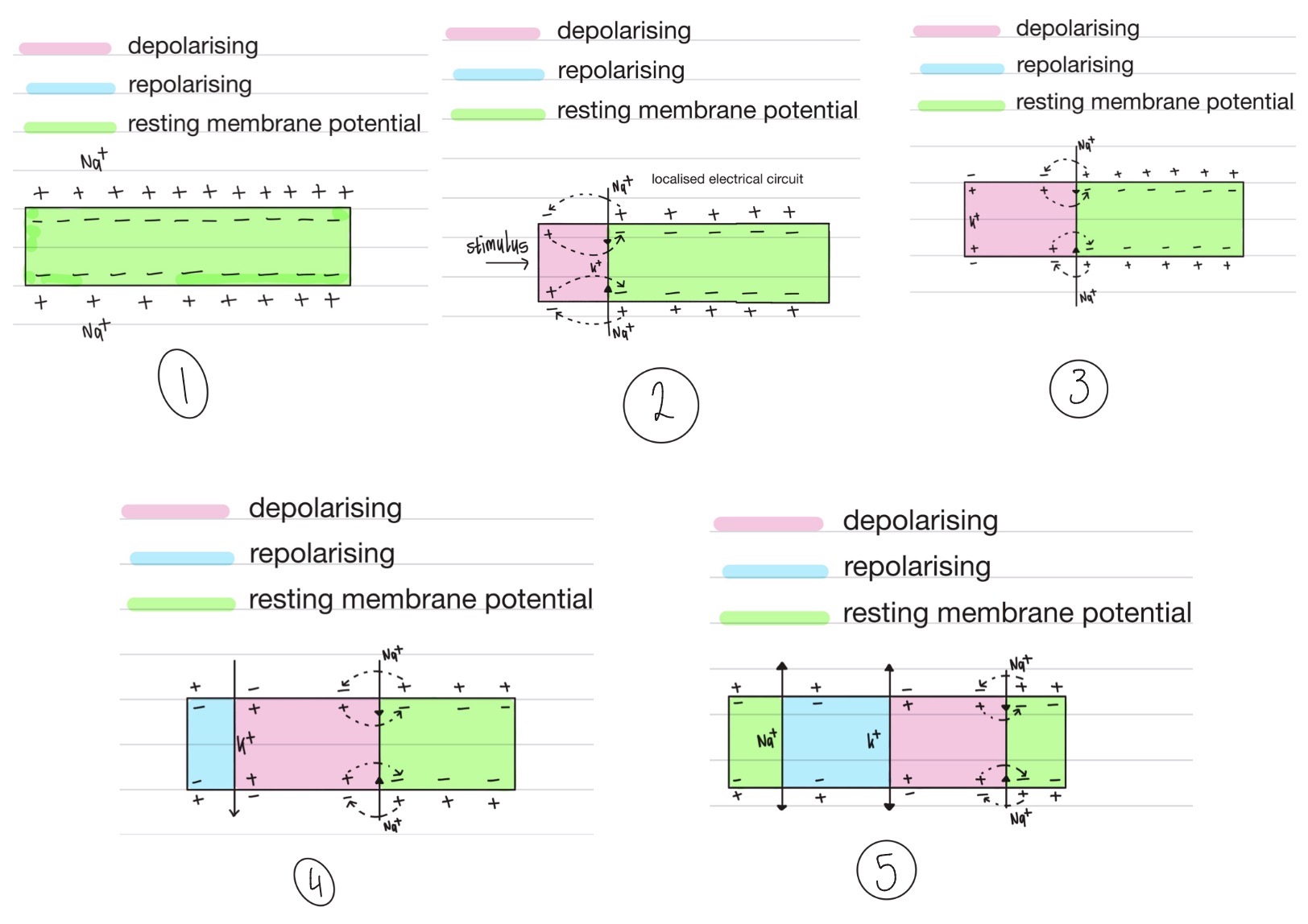 <p><strong><u>Stage 1:</u></strong></p><ul><li><p>At resting potential, the axon membrane is polarised</p></li><li><p>High concentration of Na<sup>+ </sup>ions on outside; high concentration of K<sup>+ </sup>ions on inside</p></li><li><p>But, more positive on outside than inside overall</p></li></ul><p><strong><u>Stage 2:</u></strong></p><ul><li><p>A stimulus causes sudden influx of Na<sup>+ </sup>ions </p></li><li><p>Charge on axon membrane reversed</p></li><li><p>Membrane depolarises, leading to an action potential</p></li></ul><p><strong><u>Stage 3:</u></strong></p><ul><li><p>Voltage-gated Na<sup>+ </sup>ions channels are now triggered to open a little further along the axon</p></li><li><p>Na<sup>+ </sup>ions enter &amp; depolarisation occurs here</p></li><li><p>Behind this, the voltage-gated Na<sup>+ </sup>ions channels close &amp; the K<sup>+ </sup>ones open → K<sup>+ </sup>ions leave the axon</p></li></ul><p><strong><u>Stage 4:</u></strong></p><ul><li><p>The outward movement of K<sup>+</sup> ions causes the initial region to repolarise</p></li><li><p>The next region has become depolarised &amp; this action potential is propagated (i.e. passed along) in the same way further along the neurone</p></li></ul><p><strong><u>Stage 5:</u></strong></p><ul><li><p>Repolarisation means the neurone returns to its resting potential, ready for a new stimulus</p></li></ul><p></p>