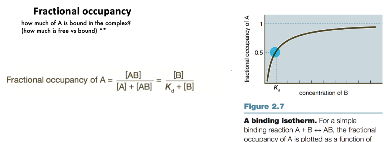 <ul><li><p>Fractional occupancy describes the fraction of receptor (A) bound to ligand (B): </p><ul><li><p>fractional occupancy = [AB]/[A]<sub>total</sub> </p></li></ul></li><li><p>[A] = [AB] when half of A is bound to B</p></li><li><p>using the equation from the previous slide, K<sub>d</sub> = [B] under these conditions</p></li><li><p>initially occupancy increases significantly, then levels off</p></li></ul><p></p>