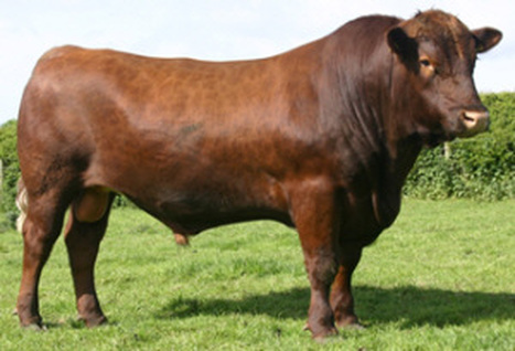 <p>Breed?</p>