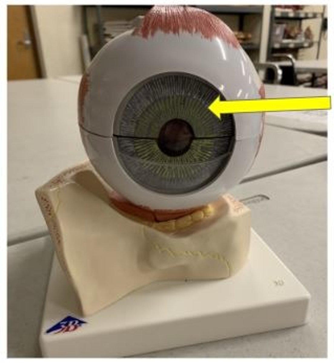 knowt flashcard image