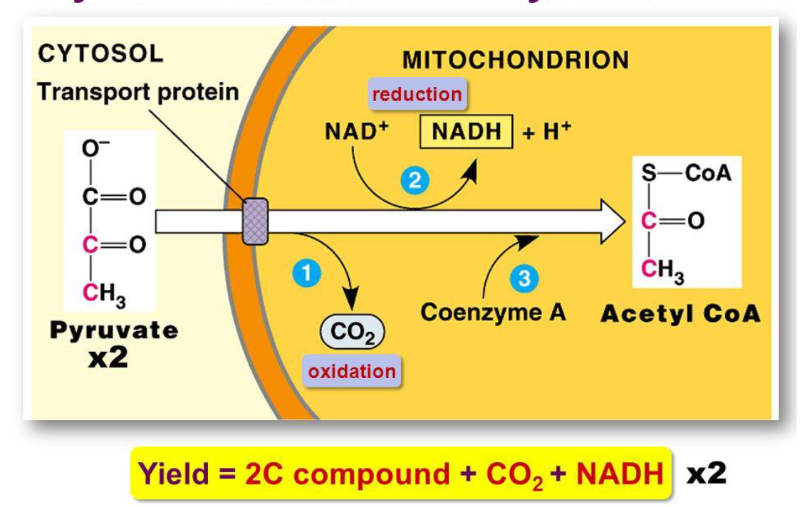 <p>Catalyzed by pyruvate dehydrogenase in the mitochondrial membrane</p>