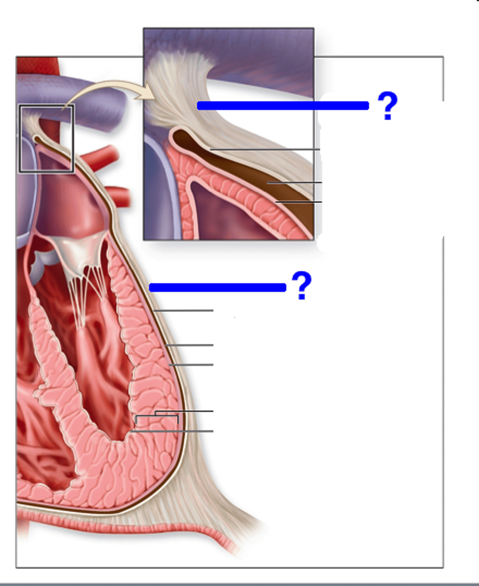 <p>tough white outer layer of heart</p>