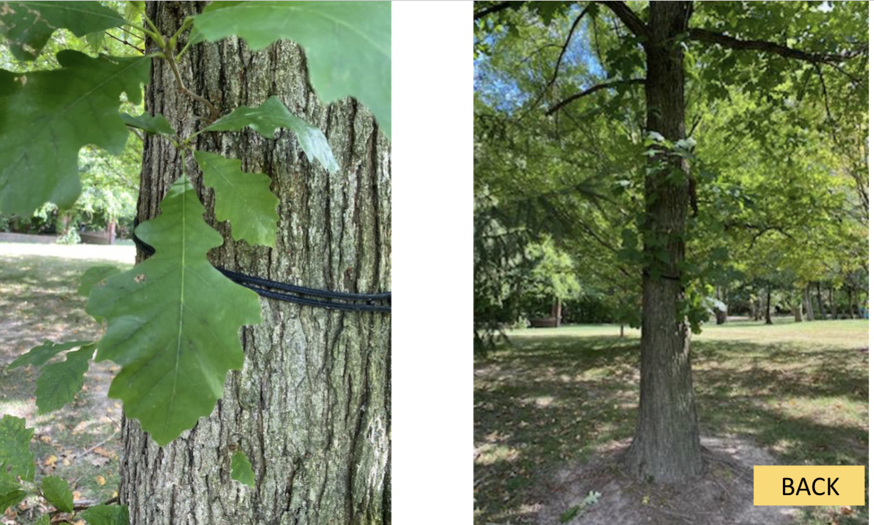 <p>What tree is this?</p>