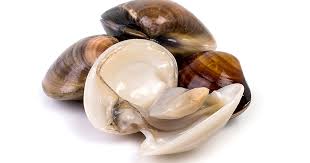 <p>Clams</p>