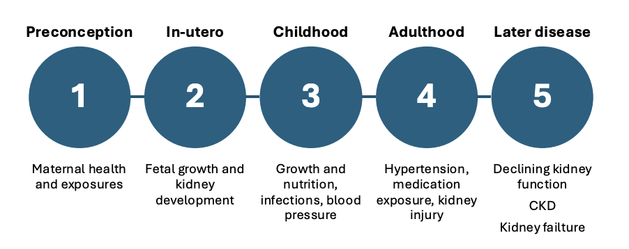 <p>Chronic kidney disease is long-term condition in which the kidneys are damaged or have reduced function over time.</p><p></p><p>diagnosis may occur in adulthood but, casual factors can arise as far as childhood</p>
