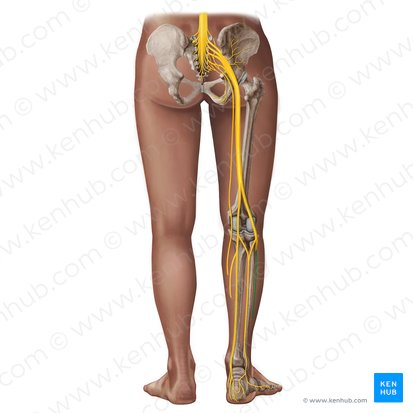 <p>What nerve / Innervation</p>