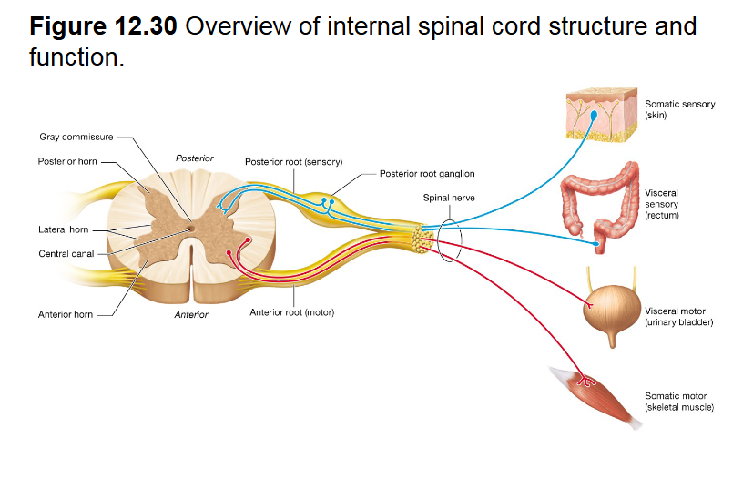 <p><span style="background-color: transparent;"><u>&nbsp;</u>contains neurons, connect with brain at foramen magnum, brain bod communication</span></p>