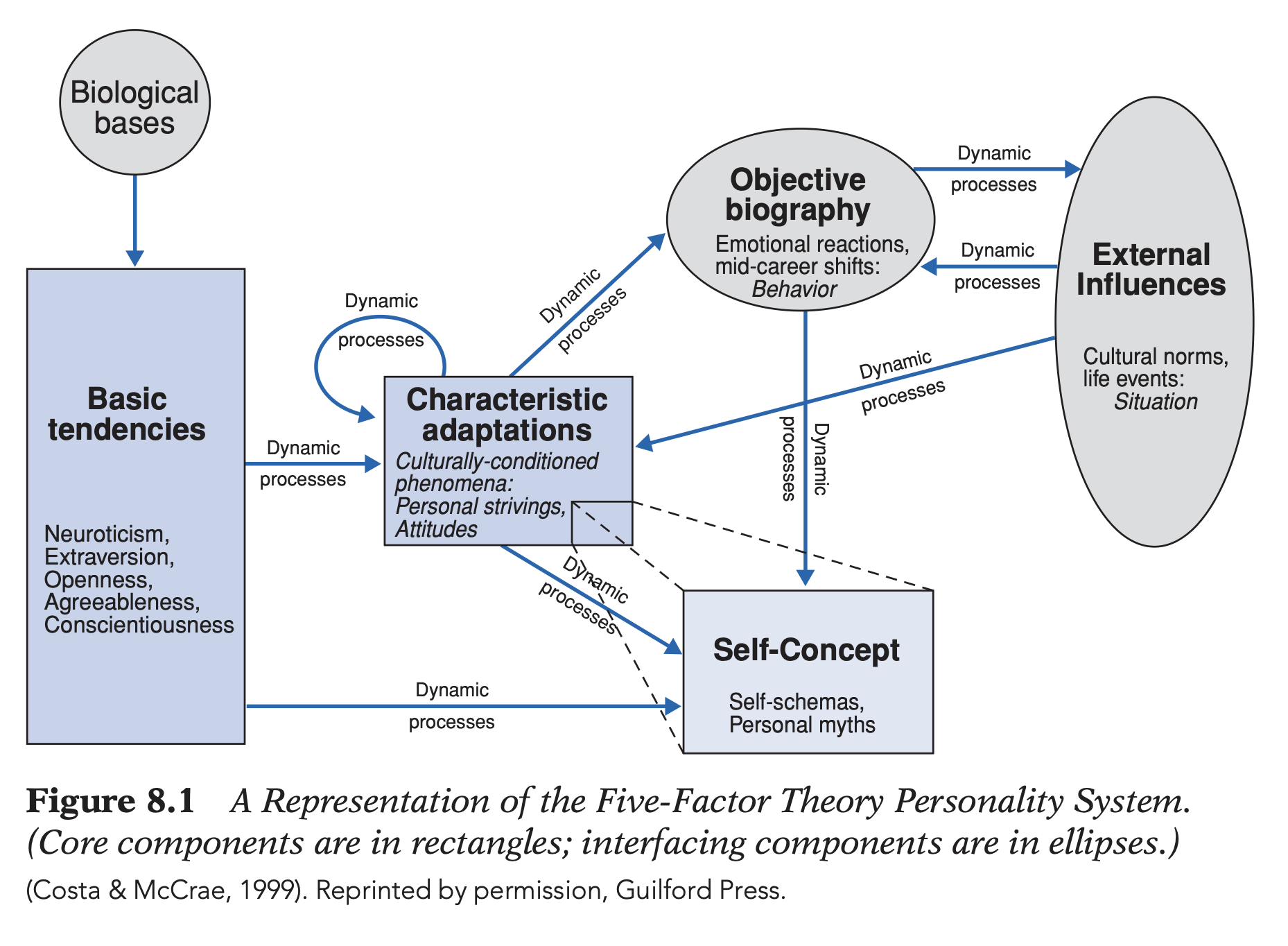 <p><strong>Support (McRea &amp; Costa’s Five-Factor Theory):</strong></p><ul><li><p><strong>Traits = real basic tendencies</strong> (like organs everyone has in varying size); biologically based; inherited; universal; present in everyone (degree differs) ≠ mere summaries.</p></li><li><p><strong>Causal pathway:</strong> biology → <strong>basic traits</strong> → characteristic adaptations (goals; attitudes; habits) + self-concept + emotional reactions → objective biography; environment mainly influences adaptations, <strong>not</strong> basic traits.</p></li><li><p><strong>Growth &amp; Development / Lifespan evidence:</strong> substantial <strong>rank-order stability</strong>; cross-cultural age trends (↓N/E/O; ↑A/C); interpreted as intrinsic biological maturation (but initial assumption of no change after 30s revised!).</p></li></ul><p></p><p class="p1"><strong>Challenges:</strong></p><ul><li><p><strong>Mechanism problem:</strong> theory specifies <strong>that</strong> traits cause behavior, not <strong>how</strong>; dynamic psychological processes linking traits → moment-to-moment behavior largely unspecified.</p></li><li><p><strong>Historical change (Twenge):</strong> ↑Neuroticism (likely societal stressors); ↑Extraversion (greater individualism/assertiveness) across generations → contradicts claim that basic traits are unaffected by environment.</p></li><li><p><strong>Environmental change:</strong> Helson; Srivastava; defense mechanisms (more → greater N later); parenting (greater A/C, less E); work; psychotherapy; major life events → measurable personality change; environment influences traits throughout life.</p></li><li><p><strong>Ecological/aggregation fallacy:</strong> factor analysis derives dimensions <strong>between individuals</strong> (nomothetic) ≠ proves identical psychological structures <strong>within individuals</strong> (idiographic); Big Five may summarize population differences rather than represent universal internal mechanisms.</p></li><li><p><strong>Developmental evidence:</strong> children show <strong>7-factor</strong> structure (<strong>E → Activity + Sociability; N → Fearfulness + Irritability</strong>) → adult Big Five emerge gradually (especially during adolescence); personality becomes increasingly stable with age (<strong>individual differences in stability</strong>); <strong>adulthood > childhood</strong> in stability; remains partly genetically influenced but also modified by environmental experiences → precise limits of <strong>biology vs. environment remain unresolved</strong>.</p></li></ul><p></p>