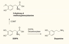 <p>- Coadministration of levodopa with a dopa decarboxylase inhibitor.</p><p>- This prevents breakdown of levodopa into dopamine in the periphery.</p><p>- This allows more levodopa to cross the BBB.</p><p>- They are too polar to cross the BBB so only act on dopa decarboxylase in the periphery</p>
