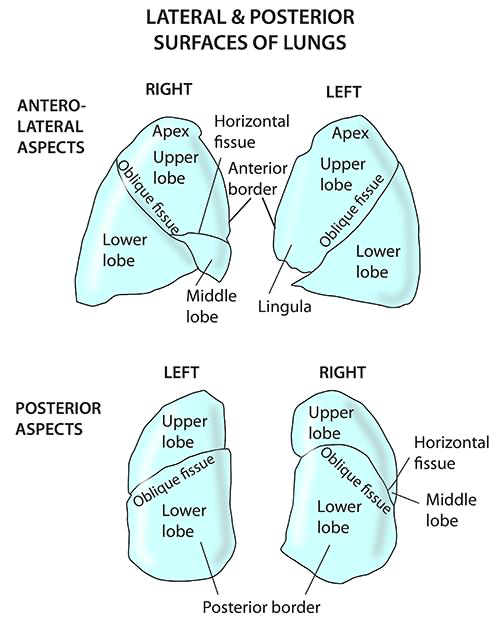 <p>Two lobes- Superior and inferior </p>