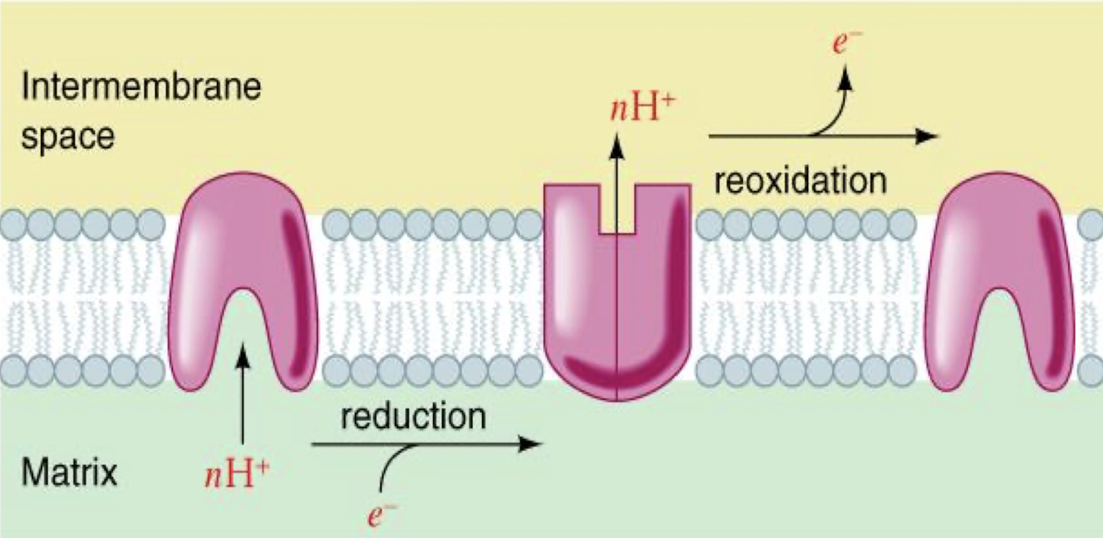 <p>No, if you cannot pump protons across the inner mitochondrial matrix, you cannot move electrons through the ETC. </p><p>Pumping of protons = conformational change, which carries protons across the matrix and also carries electrons! Movement is not possible unless the conformational changes are occurring (protons are being pumped)</p>