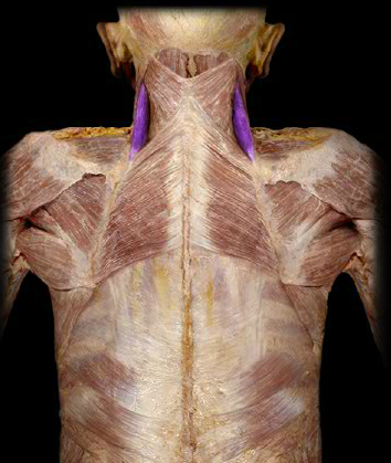 <p>Action of this muscle </p>