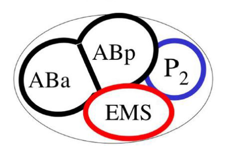 <p>Being in contact with P2</p>