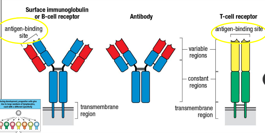 <p>Antigen-binding site</p><p>Variable regions</p><p>Constant regions</p><p>Transmembrane region</p>