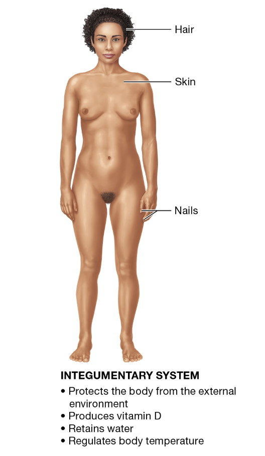 <p>INTEGUMENTARY SYSTEM</p>