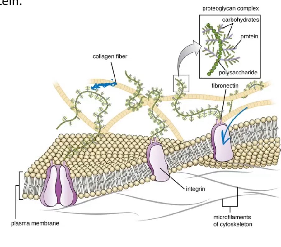 <p>The ECM holds cells together and provides a porous pathway for nutriens and O2 diffusion (amoungs all of the cells). It is composed of an interlocking meshwork of heteropolysaccharides and fibrous protiens such as collagen. Glycosaminoglycans provide viscosity, adehesiveness, and tensile strength to the ECM (not too aqueous). Proteoglycans are macromolecules consisting of sulfated plucosaminoglycan chain/s joined covalently to a membrane protien or secreted protien</p><p></p>