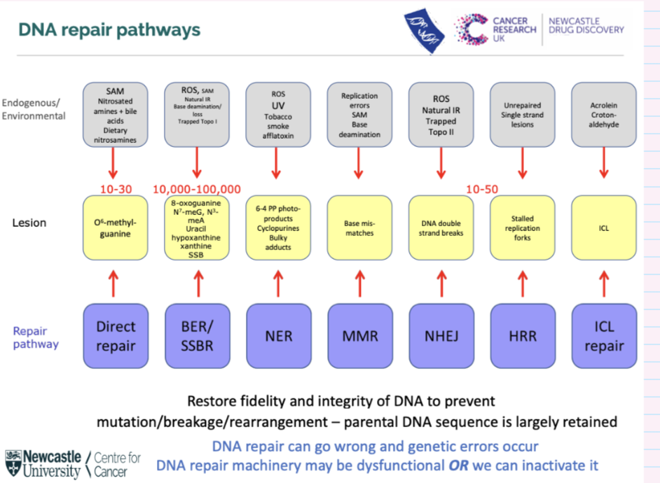 <ul><li><p>Restore fidelity and integrity of DNA to prevent mutation/breakage/rearrangement – parental DNA is largely retained</p></li><li><p>DNA repair can go wrong and genetic errors occur</p></li><li><p>DNA repair machinery may be dysfunctional OR we can inactivate it</p></li></ul><p></p>