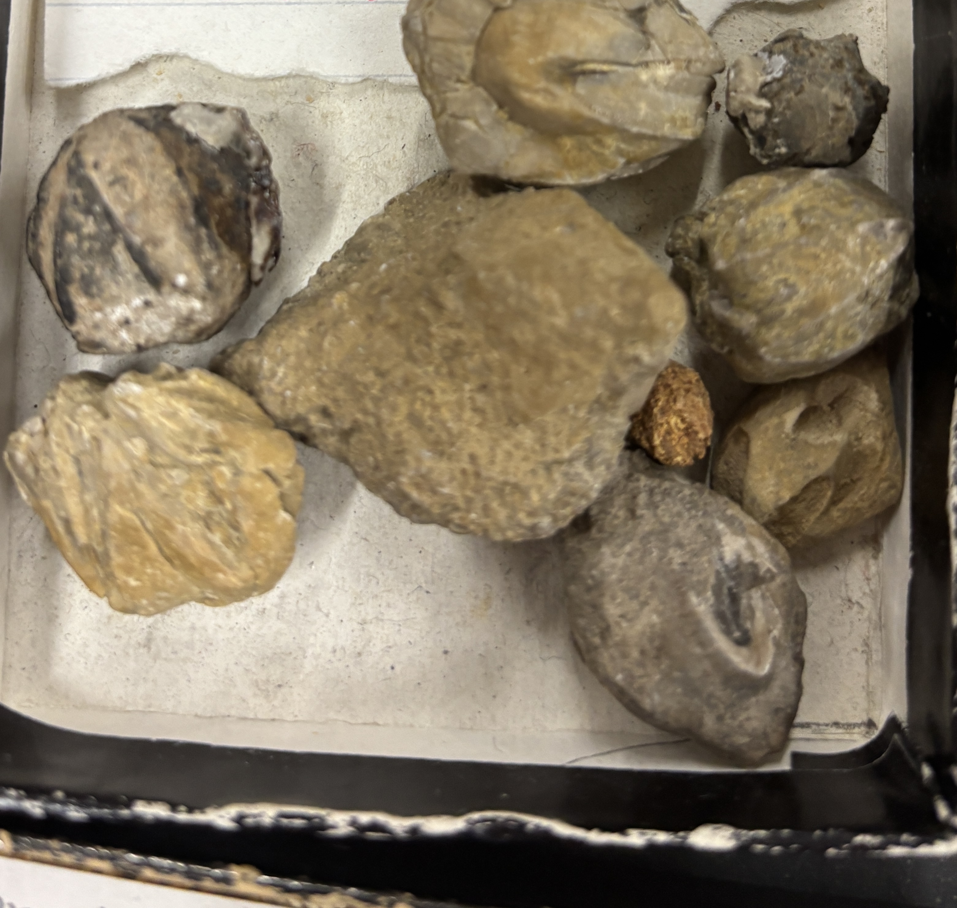 <p>marked symmetry, 1 central hole, 5 surrounding holes at top</p>