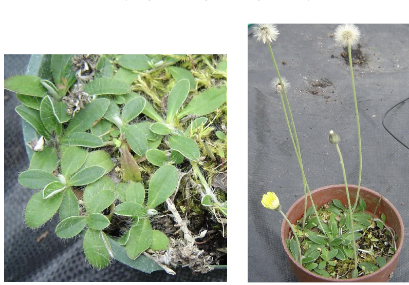 <p><strong>Plant family:</strong> Asteraceae<br><strong>Life cycle:</strong> Perennial<br><strong>Key persistence/spread:</strong> Stolons and seed<br><strong>Farming systems:</strong> High‑country and dry grasslands</p><p><strong>How to identify</strong></p><p>It is a low‑growing perennial forming flat rosettes. Leaves are narrow, soft, and densely hairy, giving them a felt‑like texture.</p><p>Plants spread via thin stolons that extend horizontally across the soil surface. This allows rapid colonisation of open ground.</p><p>Flower stems are slender and carry small yellow flowers similar to dandelions but much smaller and more delicate.</p><p>Most problematic in low‑fertility, dry, high‑country environments.</p>