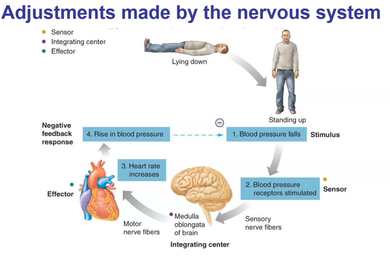 <p>You stand up fast…<br>1) Blood pressure falls - <strong>Stimulus.</strong></p><p>2) Blood pressure receptors stimulated - <strong>Sensor (these detect DEVIATION from set point).</strong></p><ul><li><p>The <u>nervous system</u> integrates the information realizing blood pressure is dropping and sends signals through motor nerve fibers to the effector (heart) <strong>- </strong>(This makes it extrinsic regulation).</p></li></ul><p>3) Heart rate is increased by signals through motor nerve fibers <strong>- Effector.</strong></p><p>4) Rise in blood pressure.</p><p>————————————————</p><p>This is a negative feedback, because the effector stabilized BP back to set point.</p><p>This is extrinsic because it’s regulated by the nervous system.</p><p>This is a part of homeostasis because it brought the BP back to a fairly stable set point.</p>