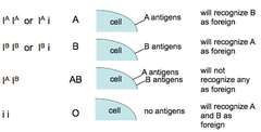 <p>Donor:O+,A+,B_,AB+</p><p>Receiver: O+-</p>