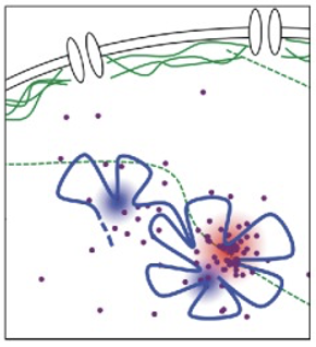 <ol><li><p>Structural decay - PcG bodies become disorganized and less clustered within the nucleus</p></li><li><p>Weakened interactions - higher-order chromatin interactions that maintain the repressive hubs are significantly weakened</p></li><li><p>Functional failure - polycomb-mediated repression becomes unstable</p></li><li><p>Consequence - target genes (often developmental) are misregulated, frequently turning ON when they should remain silenced <em>(bigla silang nagparty ganon)</em></p></li></ol><p></p>