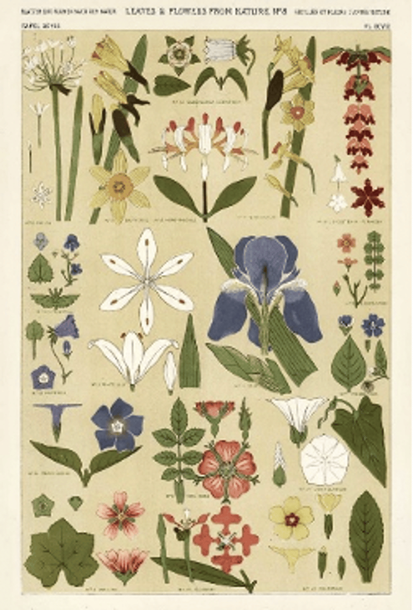 <p>b. Christopher Dresser</p>