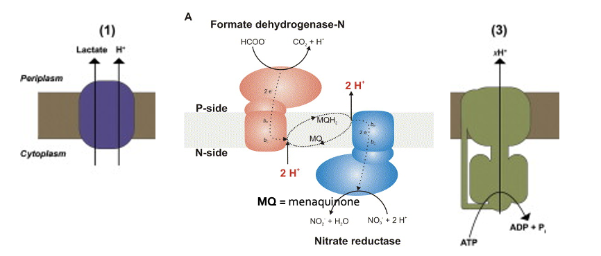 <ol><li><p>fermentation: end products efflux</p></li><li><p>facultative anaerobes: pmf redox-loop mechanisms</p></li><li><p>strictly fermentative conditions: F<sub>1</sub>F<sub>0</sub>-ATP synthase operates reversibly</p></li></ol><p></p>