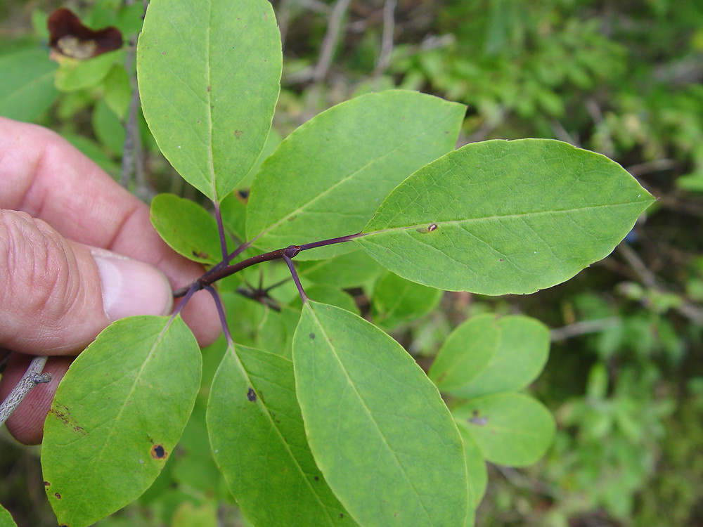 <p>Ilex mucronata</p>
