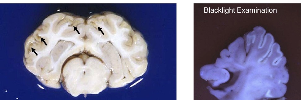 <p>What is this lesion in this cow? What supporting observations do you see? What is it caused by?</p>