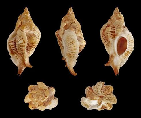 <p>Festive Murex</p>