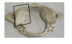 <p>what is marked? (not the star)</p>