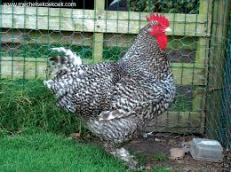 <p>wat voor ras is dit?</p>