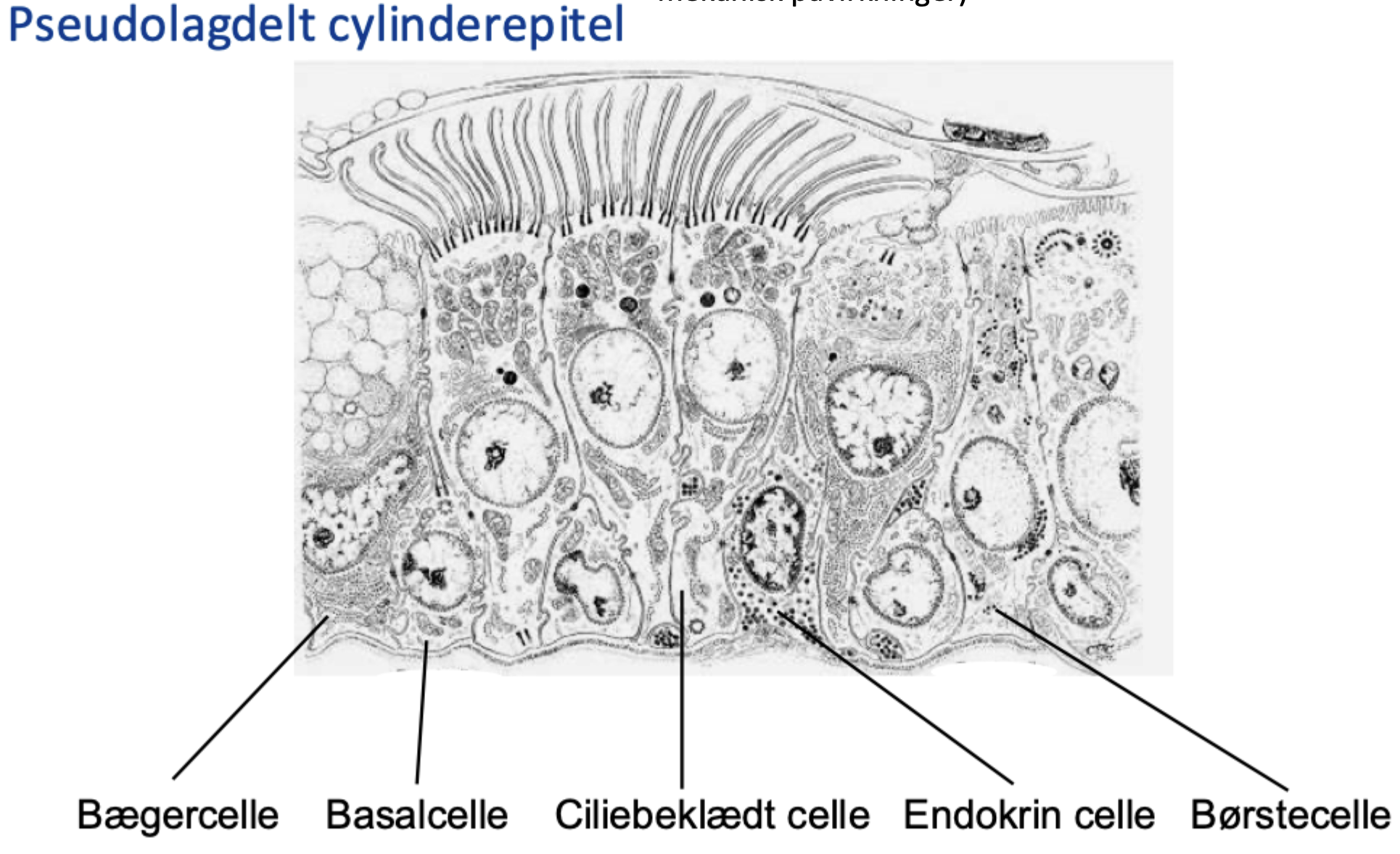 <p>It looks multilayered because nuclei lie at different heights, but all cells contact the basal lamina.</p>
