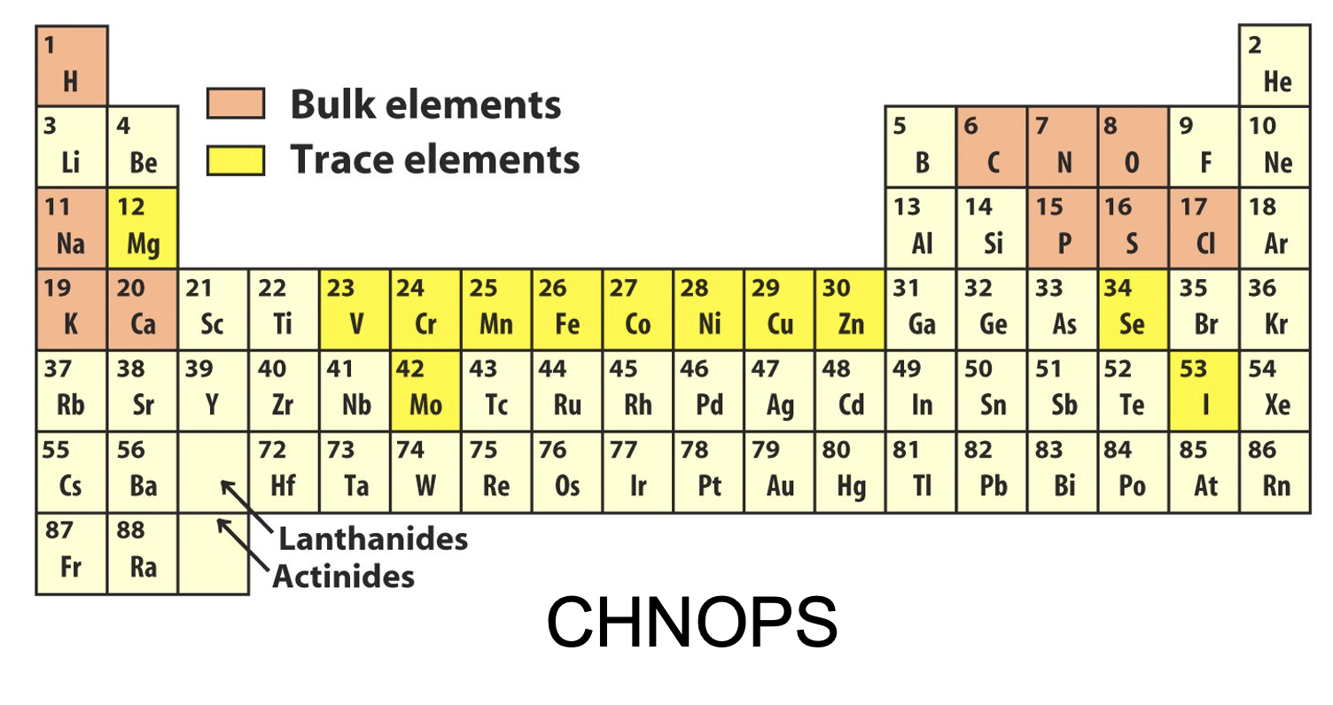 <p>CHNOPS (carbon, hydrogen, nitrogen, oxygen, phosphurous, sulfur)</p>
