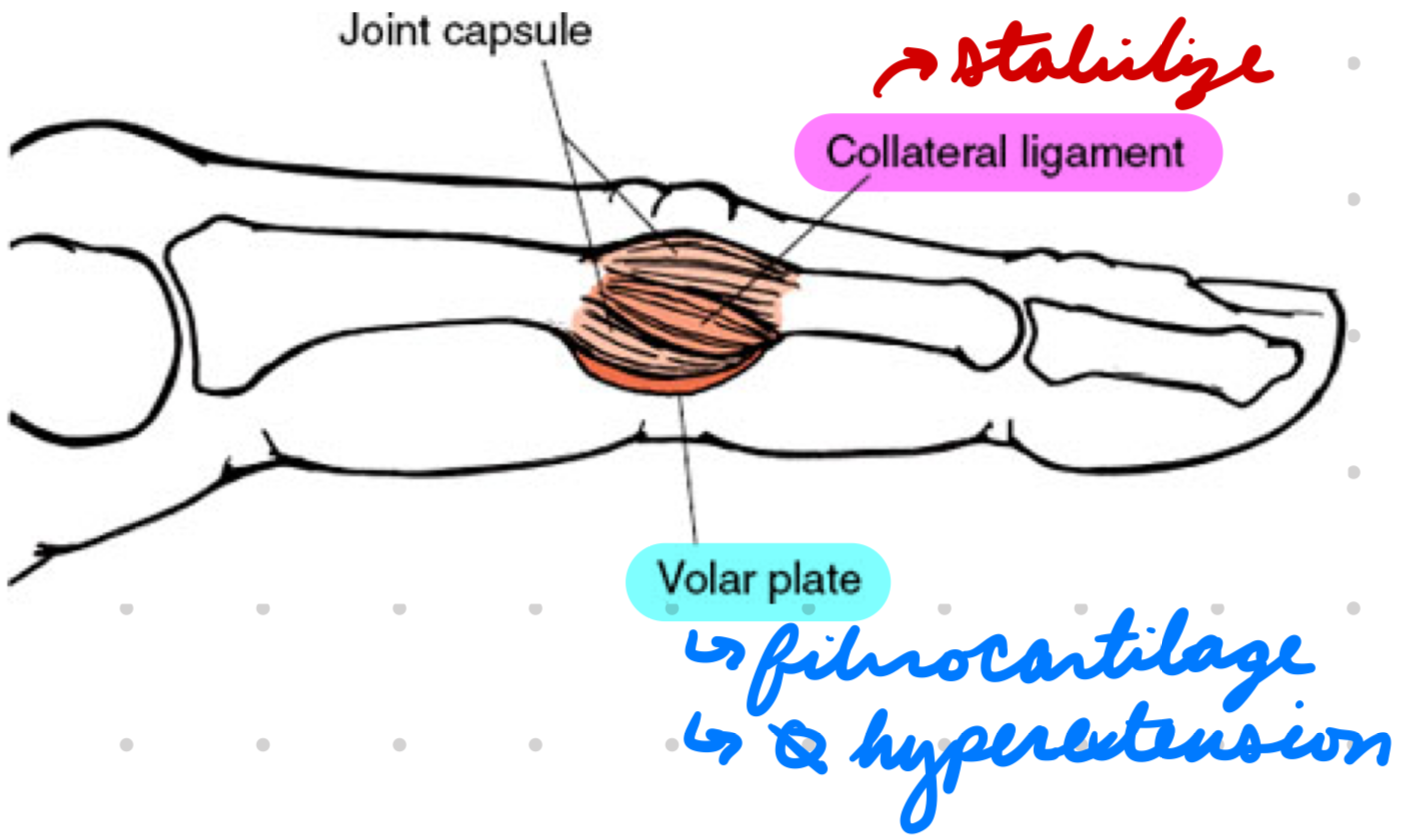 <p>Fibrocartilaginous structure on palm side of each joint</p><p>Prevent hyperextension</p>