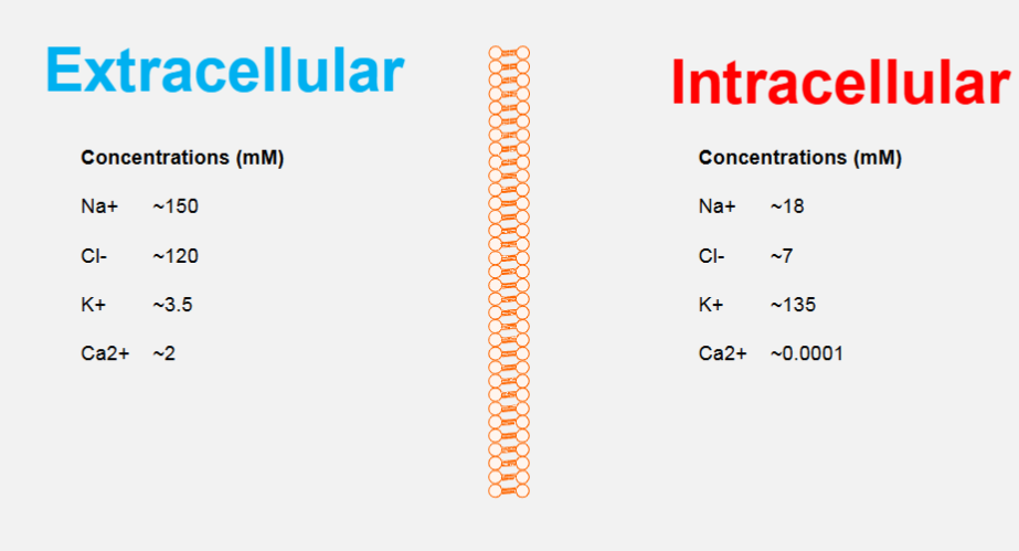 <ul><li><p>The cell cytosol contains a lower concentration of <span>Na+</span> and a higher concentration of <span>K+</span> than the extracellular fluid.</p></li><li><p>Negatively charged (anionic) proteins balance K+</p></li><li><p> Na+ and other cations are balanced chiefly by chloride ions .</p></li></ul><p>in both fluids, <span>K+</span> plays the most important role in generating the membrane potential.</p>