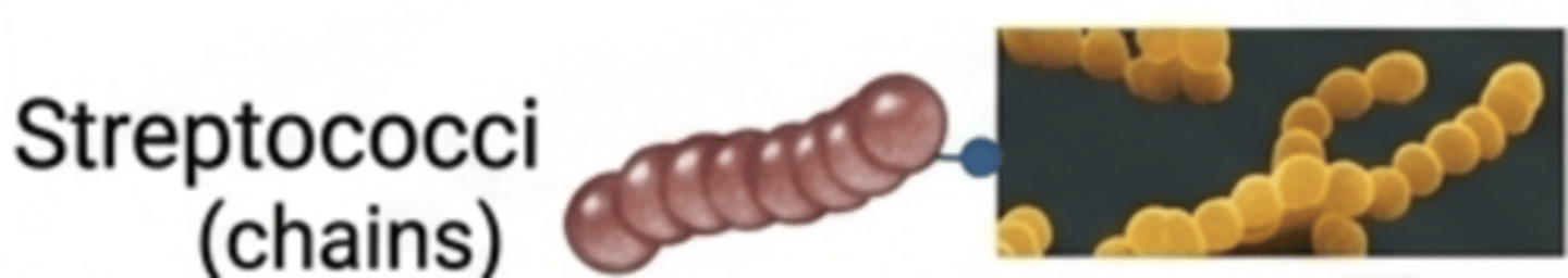 <p>Cocci arranged in chains.</p>