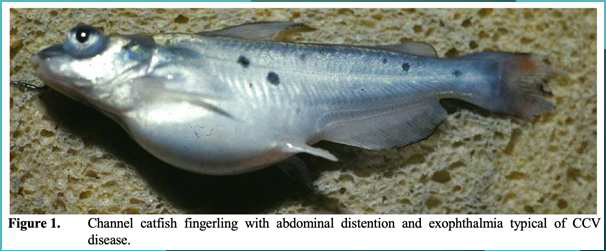 <p>What are the clinical signs of channel catfish virus (CCV)</p>