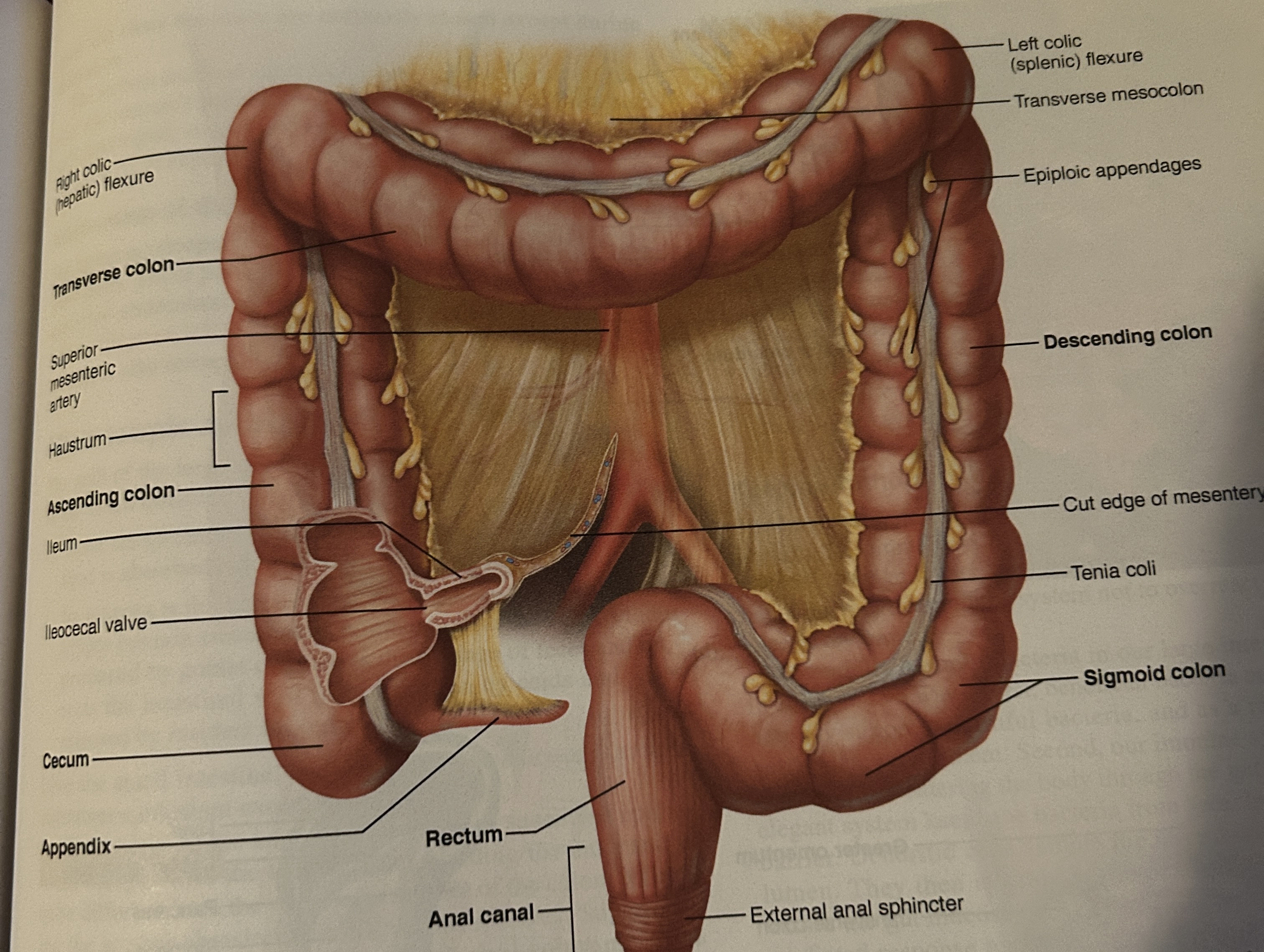 <p>large intestine </p>