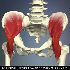 <p>superior 2/3 Iliac fossa,</p><p>iliac crest,</p><p>sacrum</p>