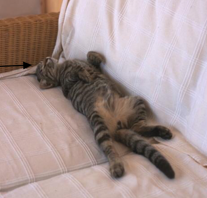 <ul><li><p>Panting</p></li><li><p>Vasodilation</p></li><li><p>Postural changes (IMAGE)</p></li><li><p>Precipitation (paws)</p></li><li><p>Increased grooming (cats)</p></li><li><p>Seek cool environments</p></li></ul><p></p>