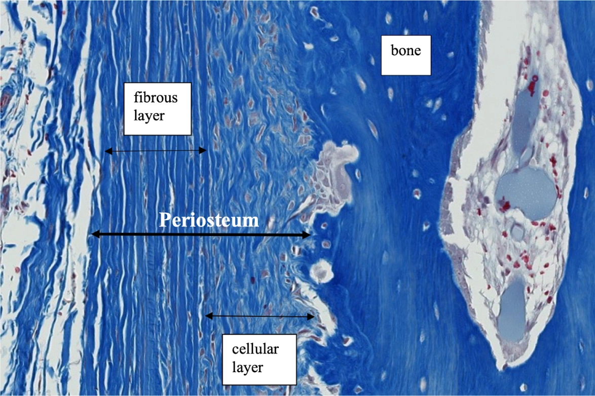 <p>Look at the outermost periosteal layer. It is dense connective tissue functioning as a capsule, with fibroblasts as the predominant cell type.</p>
