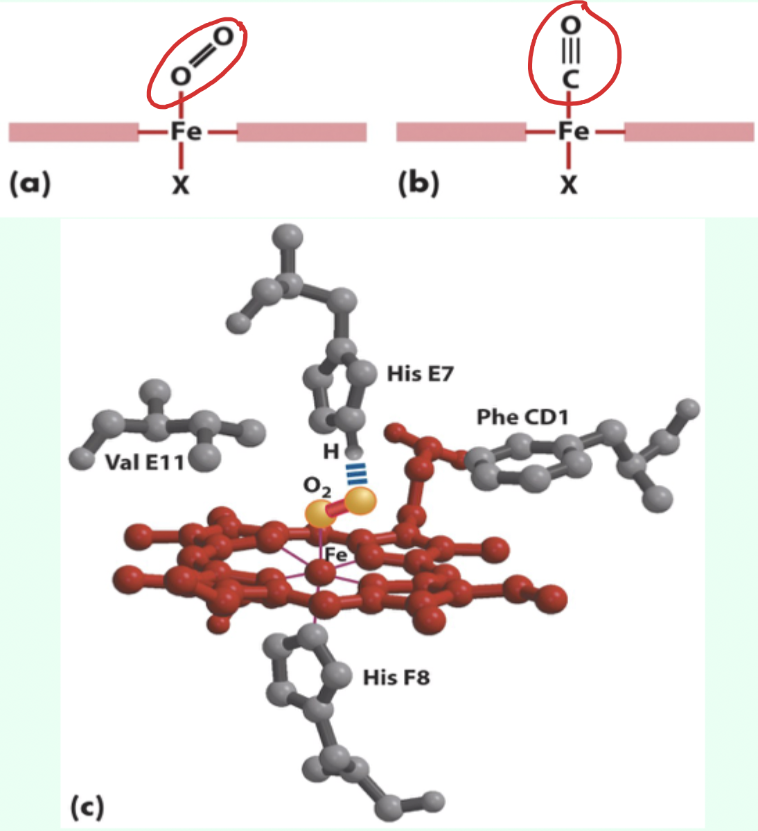 <p>What residue causes <strong>steric hindrance </strong>affecting CO binding?</p>