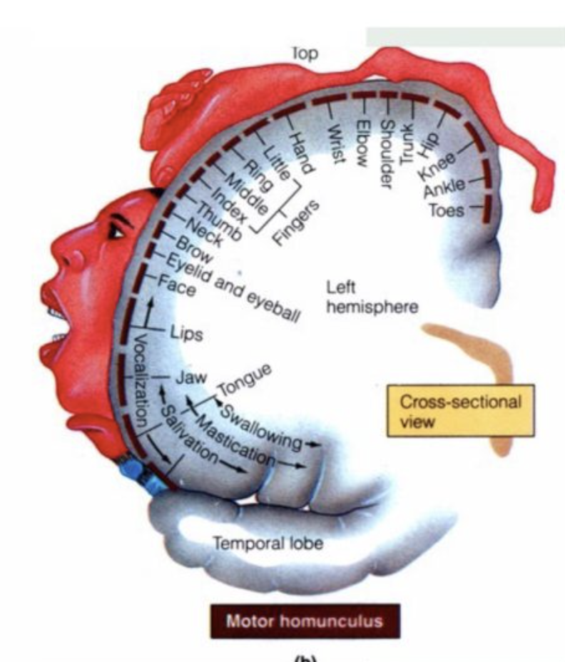 <ul><li><p>Upper motor neurons</p></li><li><p>layer V of M1</p></li><li><p>largest, longest projecting neurons in nervous system</p></li></ul><p>Somatotopic organisation:</p><ul><li><p>more at muscles requiring fine complex control</p></li><li><p>less at muscles that are less refined</p></li><li><p>disproportionate representation = motor homunculus</p></li></ul><p></p>