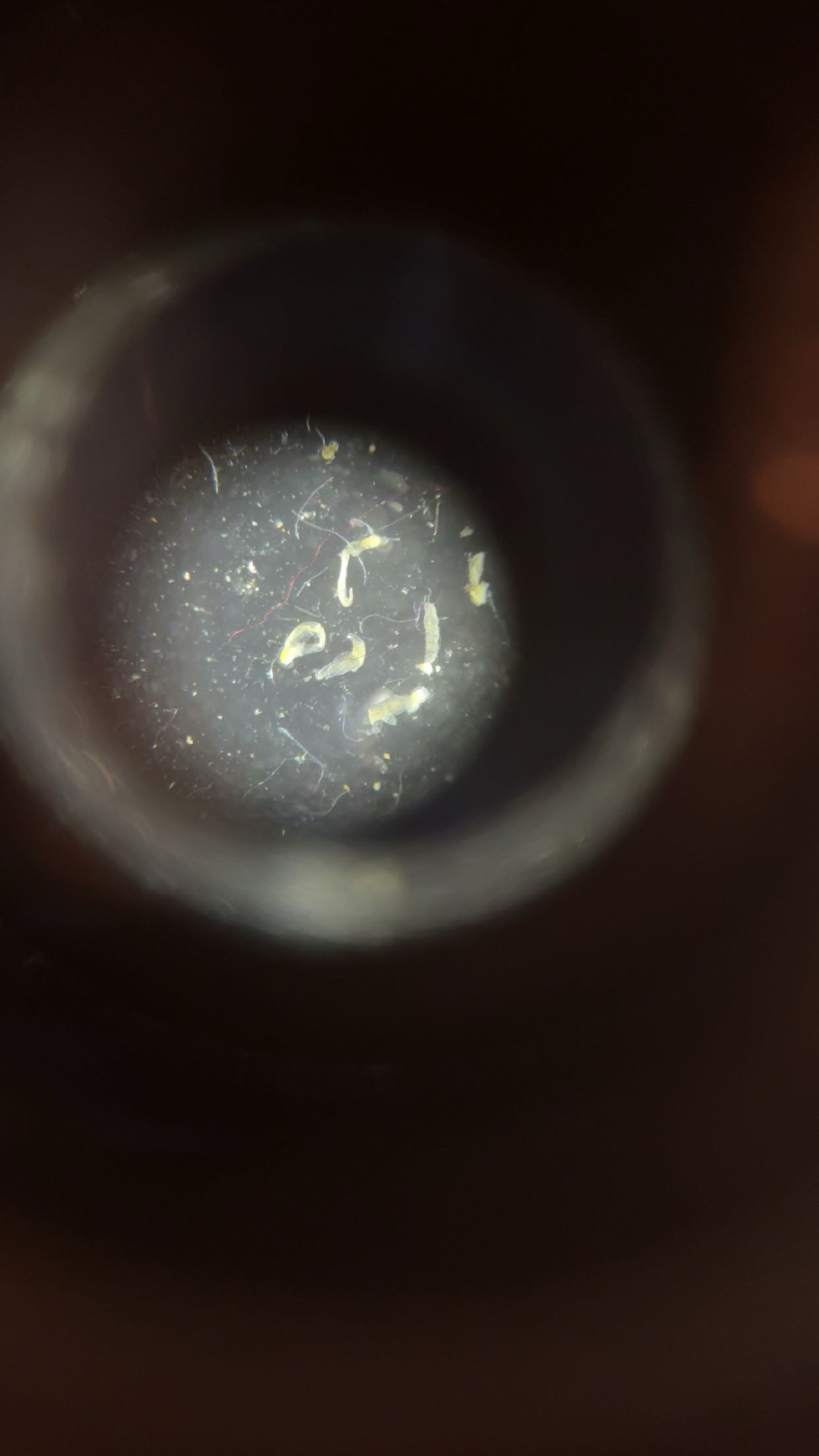 <p>Phylum?</p><p>Subphylum?</p><p>Class?</p>