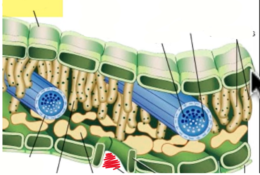 <p>bottom layer of the leaf specialized cells at the opening which allows air to exit and enter the leaf</p>