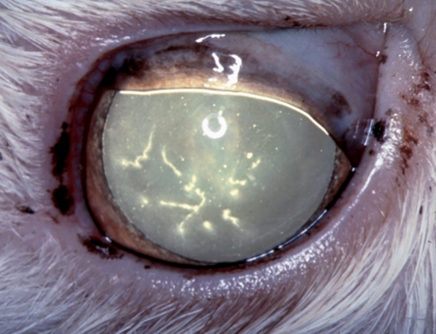 <p>formation of dendritic ulcers (linear ulcers) — characteristic</p>