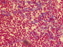 <p>identify the tissue</p>
